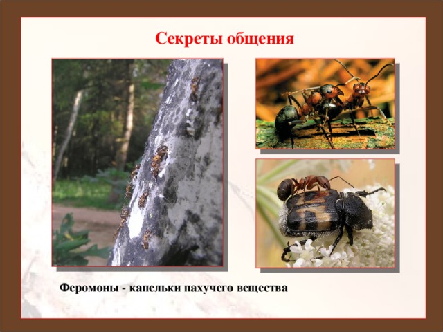 Секреты общения Ранько Елена Алексеевна учитель начальных классов МАОУ лицей №21 г. Иваново Феромоны - капельки пахучего вещества