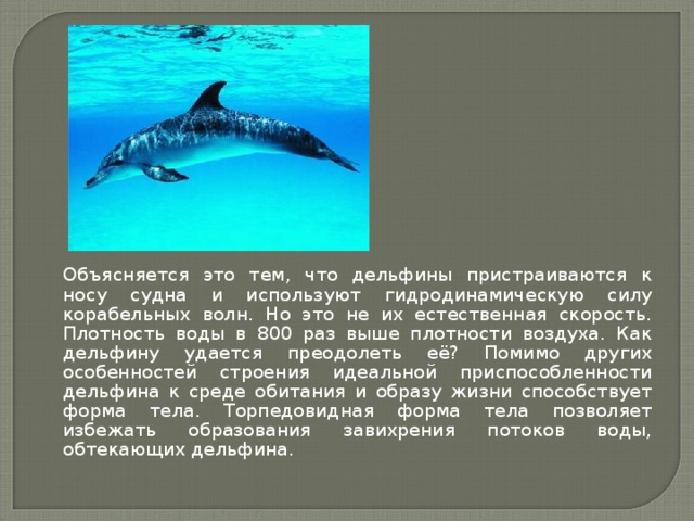  Объясняется это тем, что дельфины пристраиваются к носу судна и используют гидродинамическую силу корабельных волн. Но это не их естественная скорость. Плотность воды в 800 раз выше плотности воздуха. Как дельфину удается преодолеть её? Помимо других особенностей строения идеальной приспособленности дельфина к среде обитания и образу жизни способствует форма тела. Торпедовидная форма тела позволяет избежать образования завихрения потоков воды, обтекающих дельфина. 