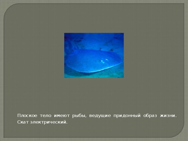  Плоское тело имеют рыбы, ведущие придонный образ жизни. Скат электрический.  