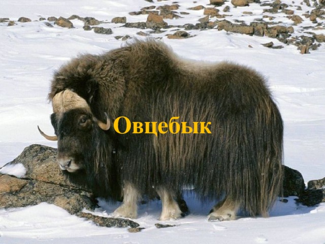 Овцебык 