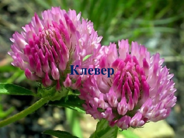 Клевер 