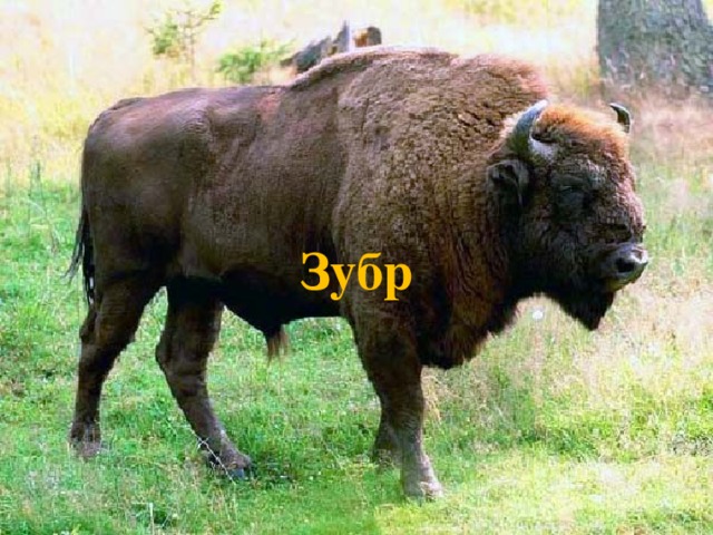 Зубр 
