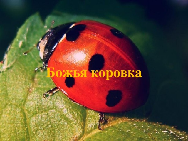 Божья коровка 