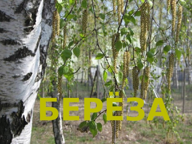 РЁ ЗА БЕ Берёза 