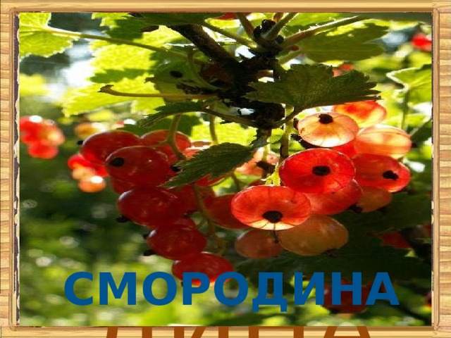 РО СМО  ДИНА Смородина 