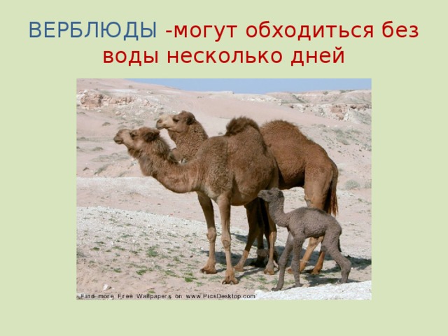 Верблюды могут долго обходиться. Верблюд без воды. Верблюд может обходиться без воды. Верблюды могут долго обходиться без воды. Животные обходятся без воды.