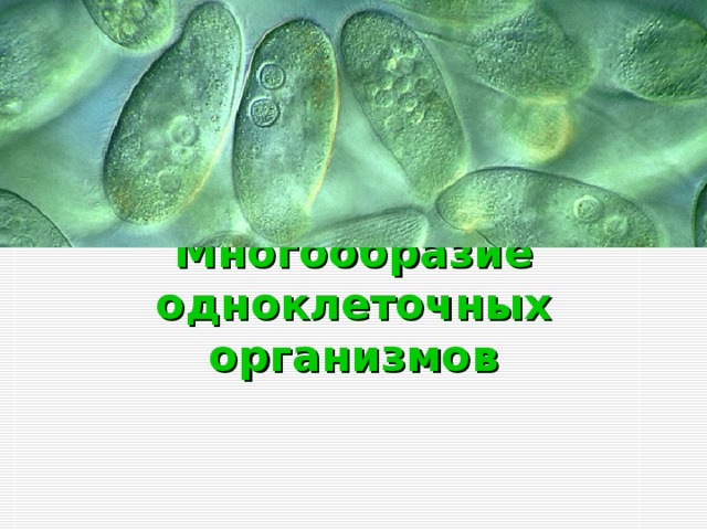 Многообразие одноклеточных организмов 