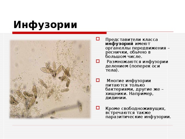 Инфузории Представители класса инфузорий имеют органеллы передвижения – реснички, обычно в большом числе.  Размножаются инфузории делением (поперек оси тела).  Многие инфузории питаются только бактериями, другие же – хищники. Например, дидинии. Кроме свободноживущих, встречаются также паразитические инфузории. 