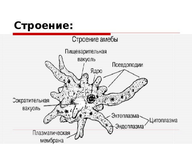 Строение: 