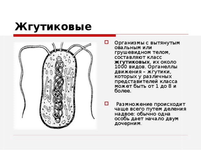 Жгутиковые Организмы с вытянутым овальным или грушевидном телом, составляют класс жгутиковых , их около 1000 видов. Органеллы движения – жгутики,  которых у различных представителей класса может быть от 1 до 8 и более.   Размножение происходит чаще всего путем деления надвое: обычно одна особь дает начало двум дочерним . 