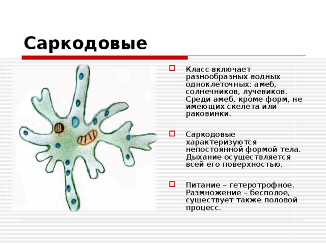 Саркодовые Класс включает разнообразных водных одноклеточных: амеб, солнечников, лучевиков. Среди амеб, кроме форм, не имеющих скелета или раковинки.  Саркодовые характеризуются  непостоянной формой тела. Дыхание осуществляется всей его поверхностью.  Питание – гетеротрофное. Размножение – бесполое, существует также половой процесс. 