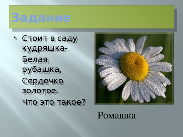 Задание Стоит в саду кудряшка-  Белая рубашка,  Сердечко золотое.  Что это такое? Ромашка 