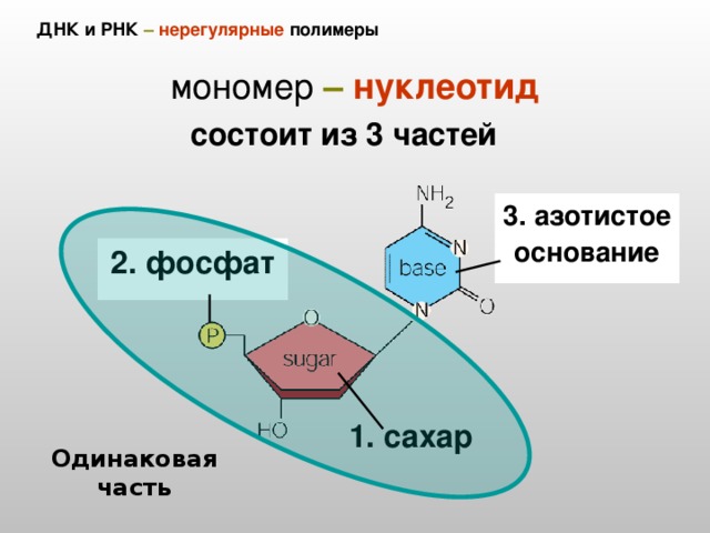 Все представленные на схеме вещества кроме двух имеют в своем составе азотистое основание аденин