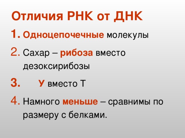 Отличия РНК от ДНК Одноцепочечные молекулы Сахар – рибоза вместо дезоксирибозы  У вместо Т Намного меньше – сравнимы по размеру с белками. 