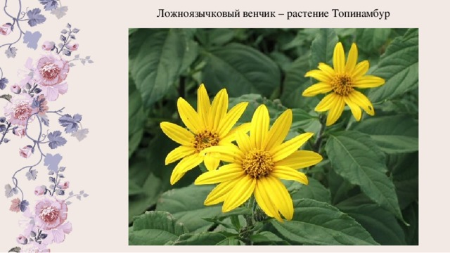 Ложноязычковые