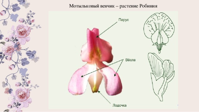 На рисунке изображен цветок растения семейства парус весла лодочка