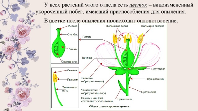  У всех растений этого отдела есть цветок – видоизмененный укороченный побег, имеющий приспособления для опыления.  В цветке после опыления происходит оплодотворение. 