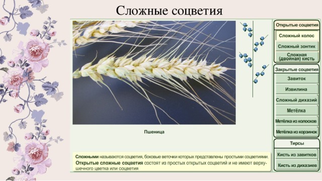Схема завиток соцветия