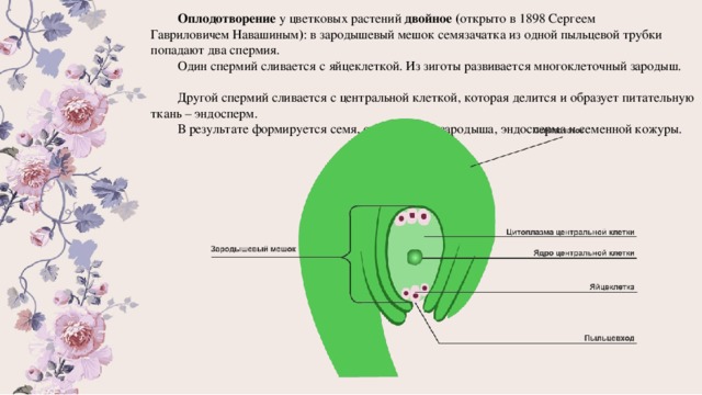  Оплодотворение у цветковых растений двойное ( открыто в 1898 Сергеем Гавриловичем Навашиным ) : в зародышевый мешок семязачатка из одной пыльцевой трубки попадают два спермия.  Один спермий сливается с яйцеклеткой. Из зиготы развивается многоклеточный зародыш.  Другой спермий сливается с центральной клеткой, которая делится и образует питательную ткань – эндосперм.  В результате формируется семя, состоящее из зародыша, эндосперма и семенной кожуры. 