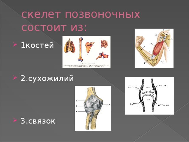 скелет позвоночных состоит из: 1костей 2.сухожилий 3.связок 
