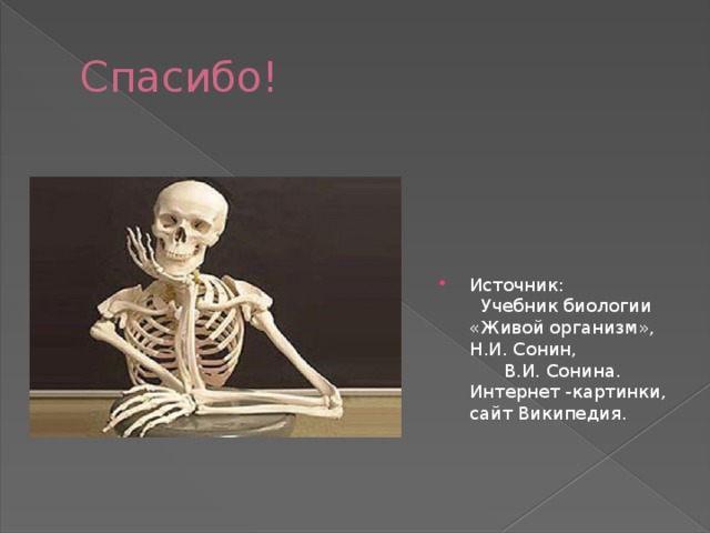 Скелет презентации это