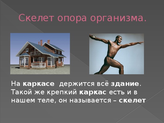 Скелет опора организма. На  каркасе   держится всё  здание . Такой же крепкий  каркас  есть и в нашем теле, он называется –  скелет 