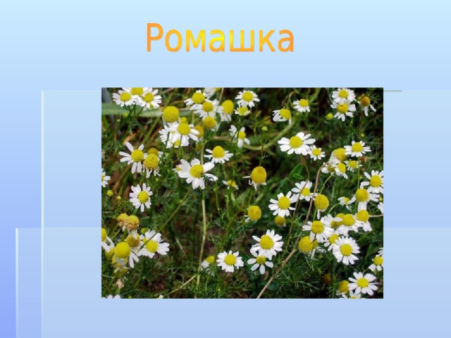 И в лесу, И в квасу, И в конфетке, И в таблетке. Мята  мята полевая мята длиннолистая  