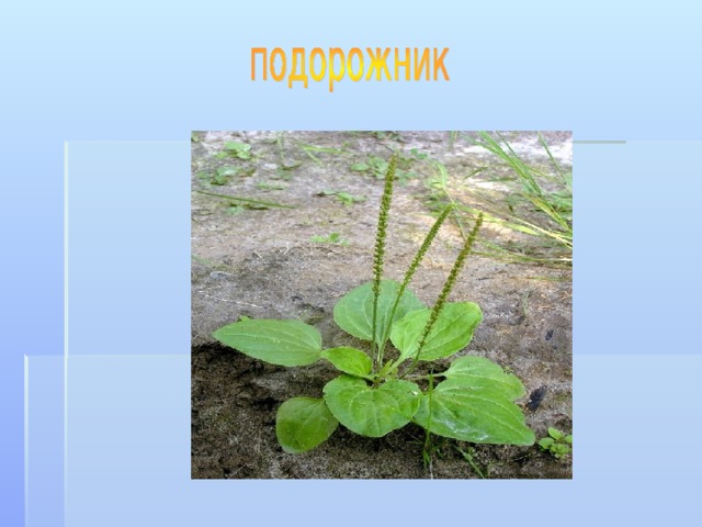 И в лесу, И в квасу, И в конфетке, И в таблетке. Мята  мята полевая мята длиннолистая 