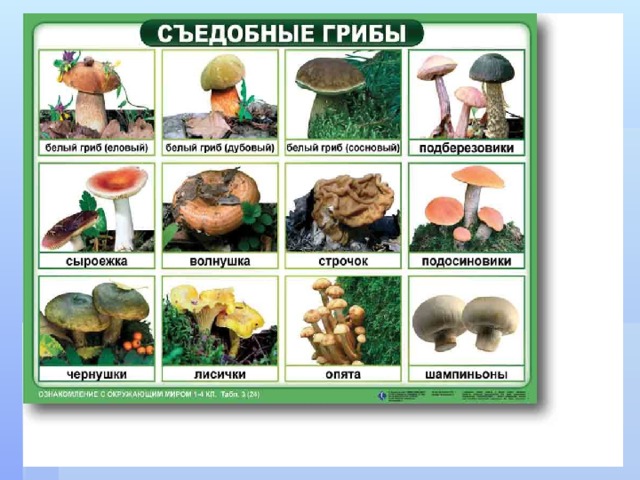 Ядовитые растения аконит (борец) белена воронец Растения, вырабатывающие и накапливающие ядовитые вещества, способные вызвать отравление человека и животных. Ядовитые вещества могут содержаться во всем растении или в его отдельных частях. Степень ядовитости меняется в зависимости от условий произрастания, возраста, фазы вегетации. вороний глаз  