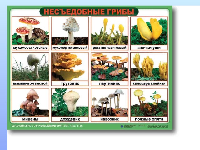 Ядовитые растения аконит (борец) белена воронец Растения, вырабатывающие и накапливающие ядовитые вещества, способные вызвать отравление человека и животных. Ядовитые вещества могут содержаться во всем растении или в его отдельных частях. Степень ядовитости меняется в зависимости от условий произрастания, возраста, фазы вегетации. вороний глаз 