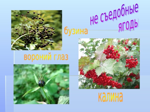 Брусника Черника   