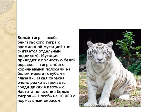 Презентация на тему белый тигр
