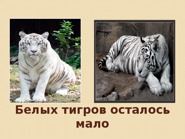 Презентация на тему белый тигр