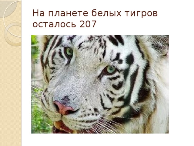 Презентация на тему белый тигр