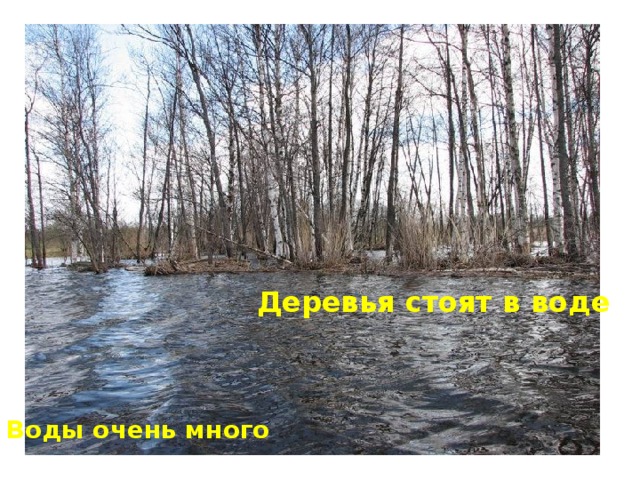 Деревья стоят в воде Воды очень много 