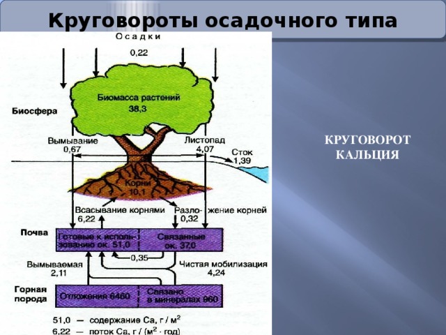 Круговорот кальция в природе схема