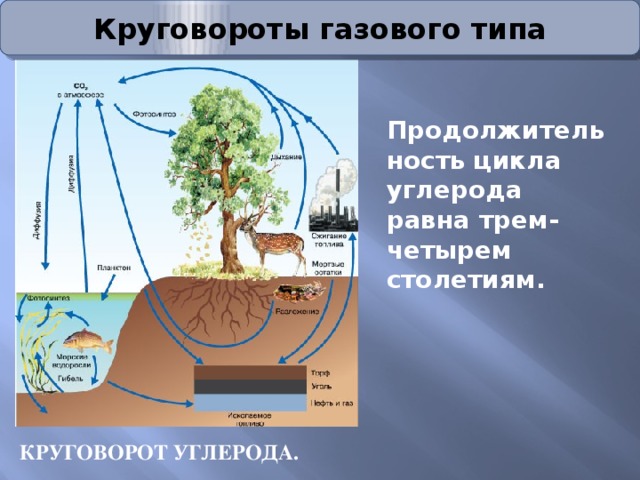 Биогеохимический цикл углерода схема кратко
