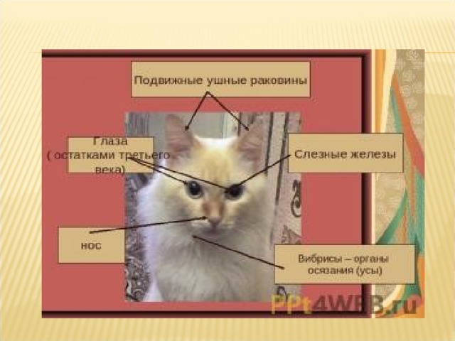 Охарактеризуйте общие признаки внешнего строения млекопитающих используя рисунки 184
