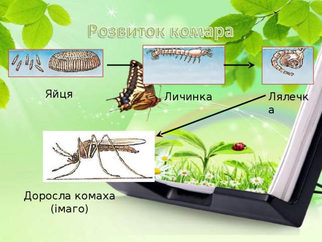 Яйця Личинка Лялечка Доросла комаха (імаго) 