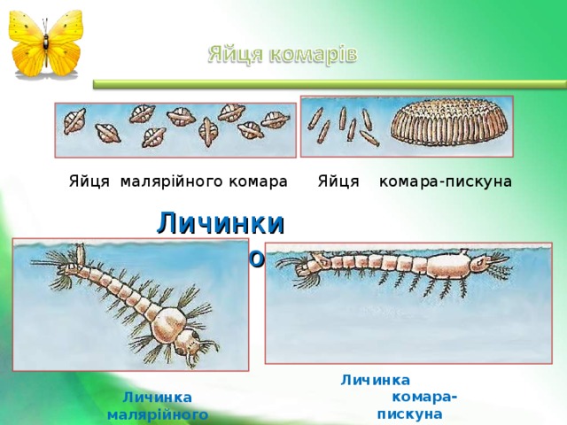 Яйця малярійного комара Яйця комара-пискуна Личинки комаров Личинка комара-пискуна Личинка малярійного комара 