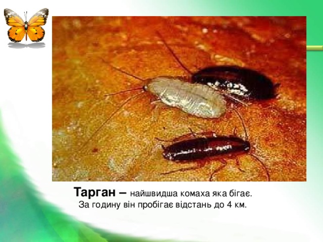 Презентація з теми "Комахи"