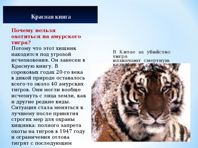 Презентация амурский тигр огэ информатика