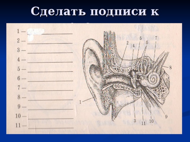 Слуховой анализатор рисунок