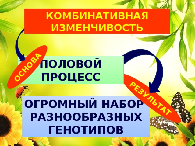 результат основа Комбинативная изменчивость Половой процесс Огромный набор Разнообразных генотипов 