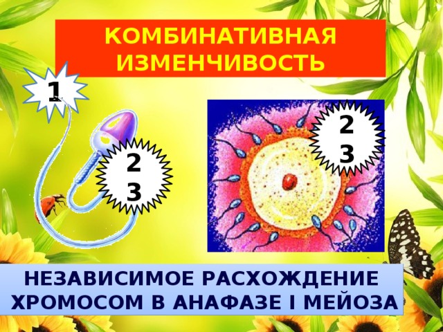 Комбинативная изменчивость 1 23 23 Независимое расхождение  хромосом в анафазе I мейоза 