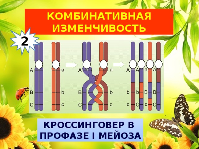 Комбинативная изменчивость 2 Кроссинговер в профазе I мейоза 