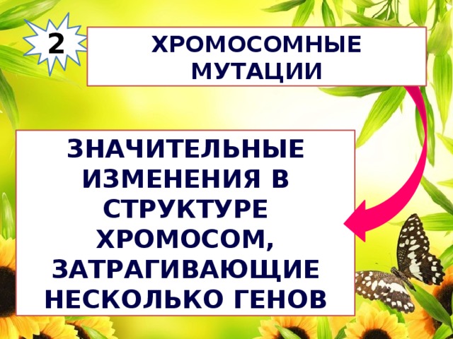 2 Хромосомные мутации Значительные изменения в структуре хромосом, затрагивающие несколько генов 