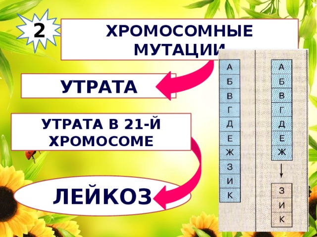 2 Хромосомные мутации утрата Утрата в 21-й хромосоме лейкоз 