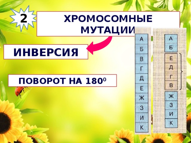 2 Хромосомные мутации инверсия Поворот на 180 0 