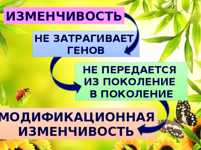 изменчивость Не затрагивает генов Не передается из поколение в поколение Модификационная изменчивость 